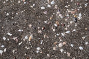 砂の中の貝殻