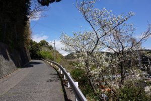 坂道の途中の「大島桜」